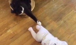 爆料视频的配音怎么弄,配音技巧与概述解析